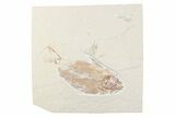 Cretaceous Fossil Fish (Armigatus) - Lebanon #376350-1